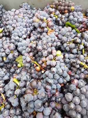 Pinots meuniers en attente d etre presses