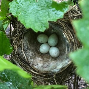 Nid dans les vignes