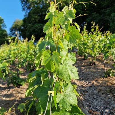 Champagne blanc de blanc chardonnay