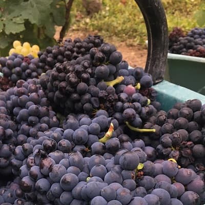 Un beau ciel bleu pendant les vendanges