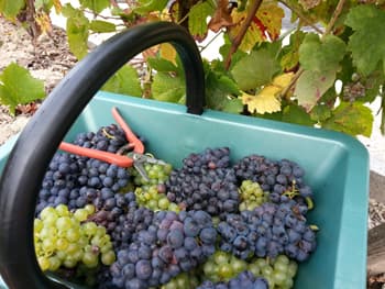 Premier panier de raisins de la vendange 2013