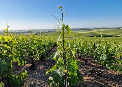 Producteur de champagne en juin 2025