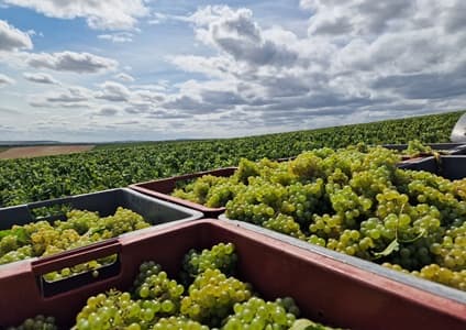 Producteur de champagne en aout 2026