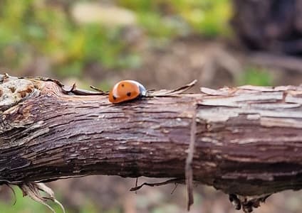 Producteur de champagne en avril 2026