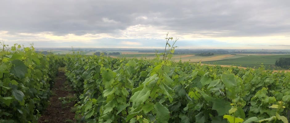 Petit producteur en champagne en juin