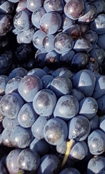 Pinot Meunier vendanges 2017 champagne