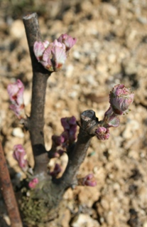apparition des feuilles sur les plants de pinot meunier