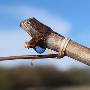 la vigne pleure - montee de seve