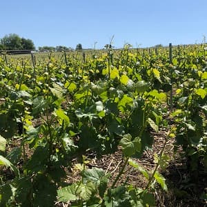 Vigne de pinot noir 18 mai 2018
