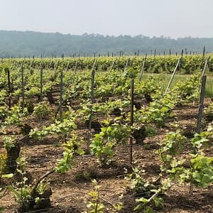 Vigne de pinot meunier 16 mai 2018