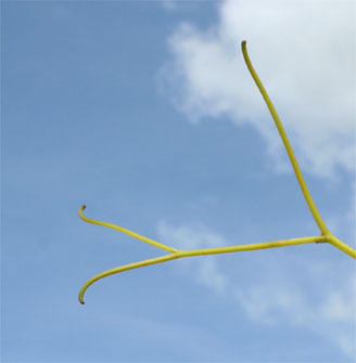 Pousse de vigne dans un ciel d'ete