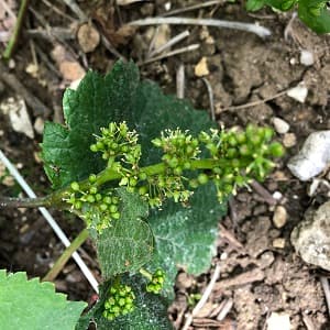 Premiere fleur de raisin en 2019