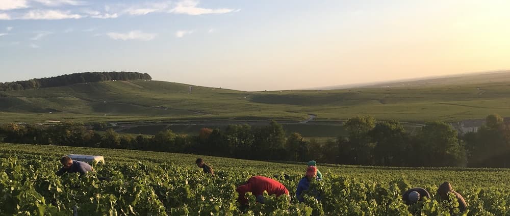 Les premieres vendanges dans nos vignes premier cru de Vertus