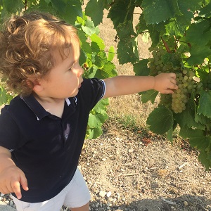 Les premieres vendanges de Gabriel : degustation de raisins