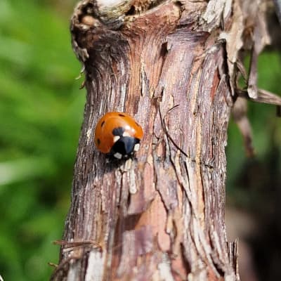 Champagne de vignerons