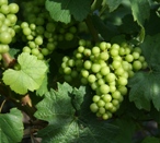 Raisin de champagne  juillet 2007