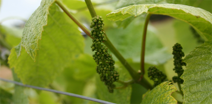 Raisin de Champagne en mai 2014