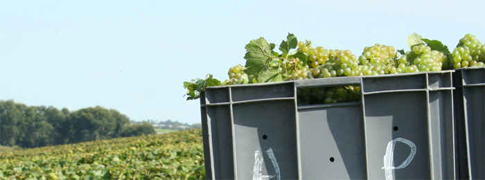 Vendanges 2014 de tres beaux raisins chardonnay