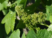 Raisin de Champagne en fleur