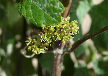 Raisin en fin de fleur fin juin 2012