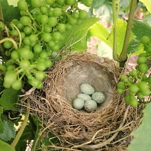 La nature dans les vignes de Champagne