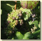 Raisins Pinot Noir au 30 aout 2004
