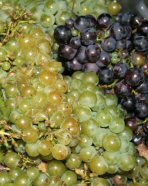 Raisin de champagne juillet 2007