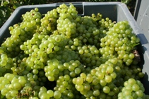 Chardonnay-champagn-prat-2007