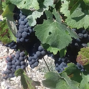 Raisins meunier de la vendange 2019