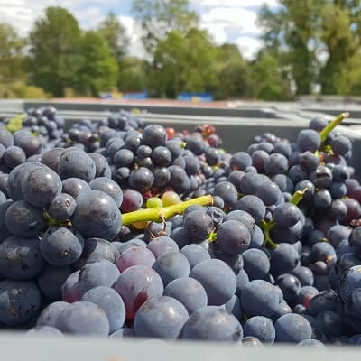 Raisins de champagne qui attendent d etre chargés dans le pressoir en aout 2020