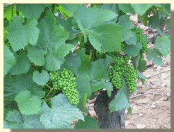 Cep de vigne avec raisins en juillet 2004