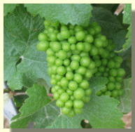 Raisin Pinot Noir fin juillet 2004