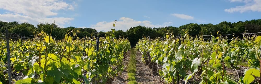 palissage de la vigne