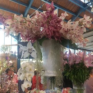 Reve d orchidées Sézanne