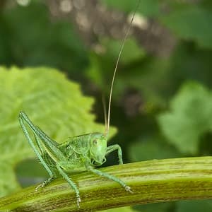Sauterelle dans les vignes mai 2018