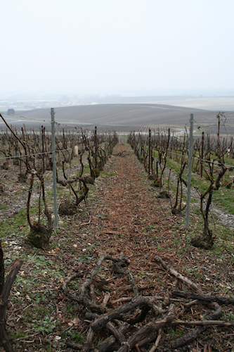 Coupe des souches fevrier 2013