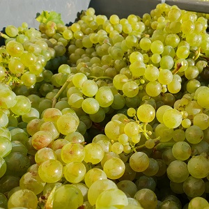 Chardonnays sur le quai du pressoir