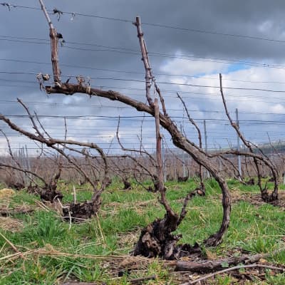 Tailler les vignes en champagne par un petit producteur