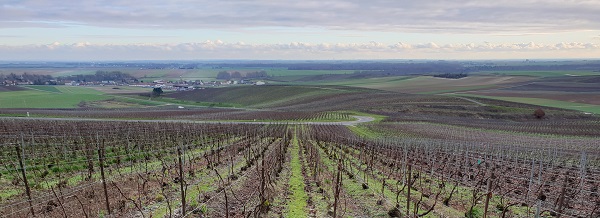 Taille dans les vignes de champagne chez un vigneron