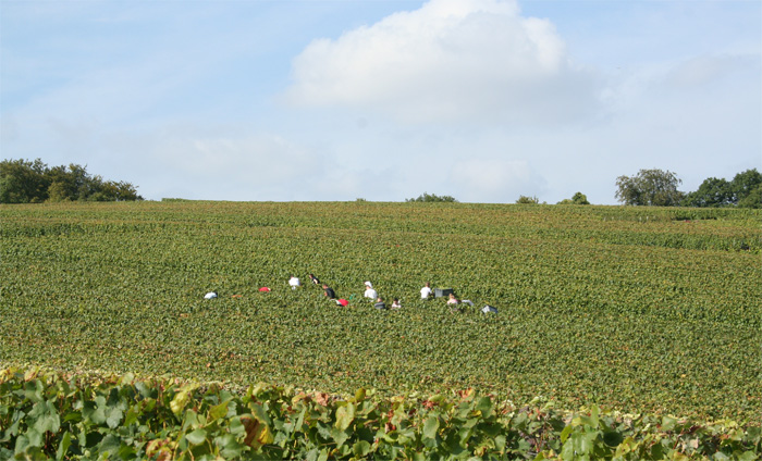 Les vendangeurs seuls au milieu des vignes