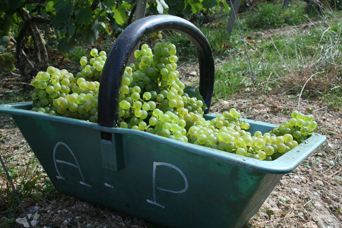 Beau panier de raisins chardonnay