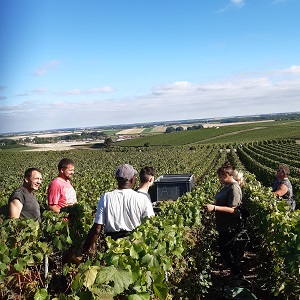 Vendangeurs dans les vignes de Vert Toulon en Champagne