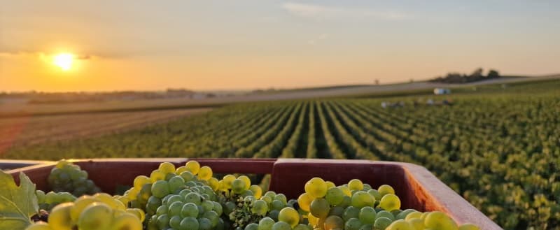 Vendanges en Champagne