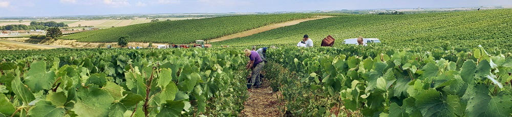 Vendanges 2018 sous le soleil en Champagne