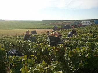 Vendangeurs durs a la tache dans les vignes de Vert-Toulon