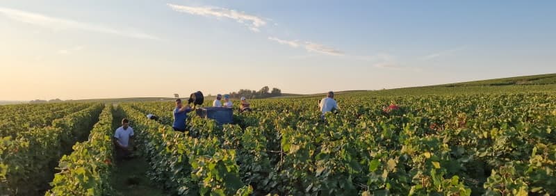 La mise en bouteille du champagne