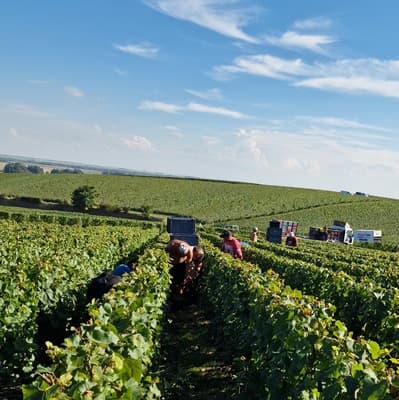 Vendanges chez un petit producteur