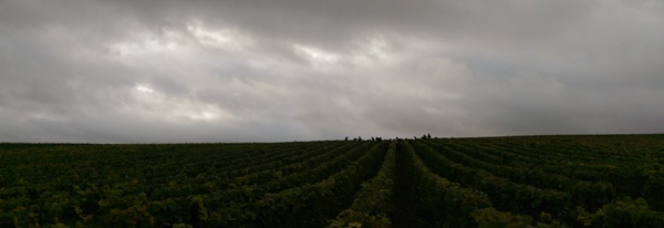 Les vendangeurs en ombre chinoise