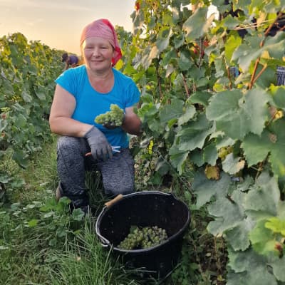 Le travail dans les vignes en Champagne