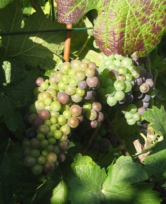 Raisins en Champagne  